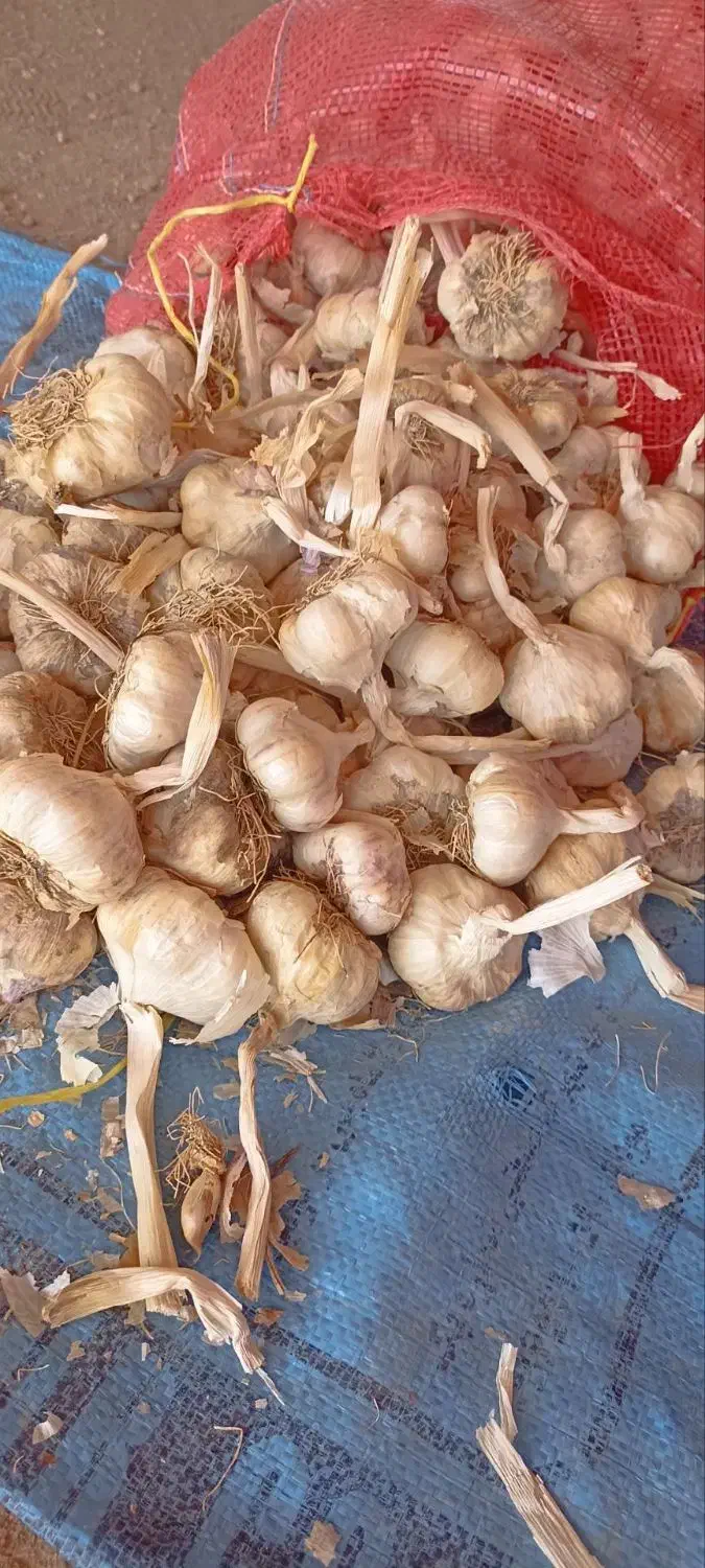 فروش سیر|خوردنی و آشامیدنی|بهار, |دیوار