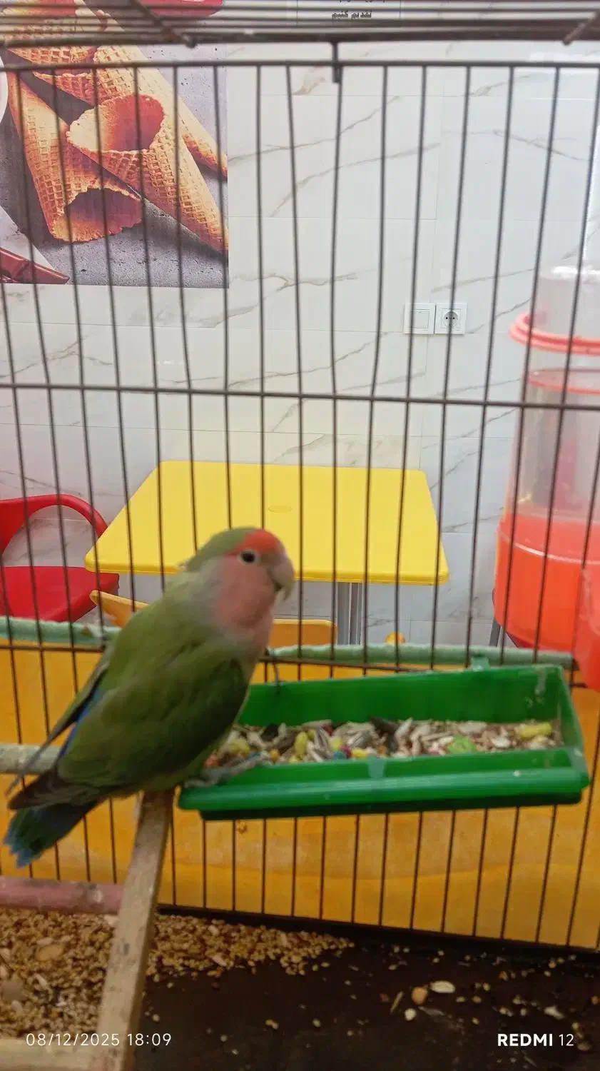 طوطی برزیلی نر|پرنده|اشتهارد, |دیوار