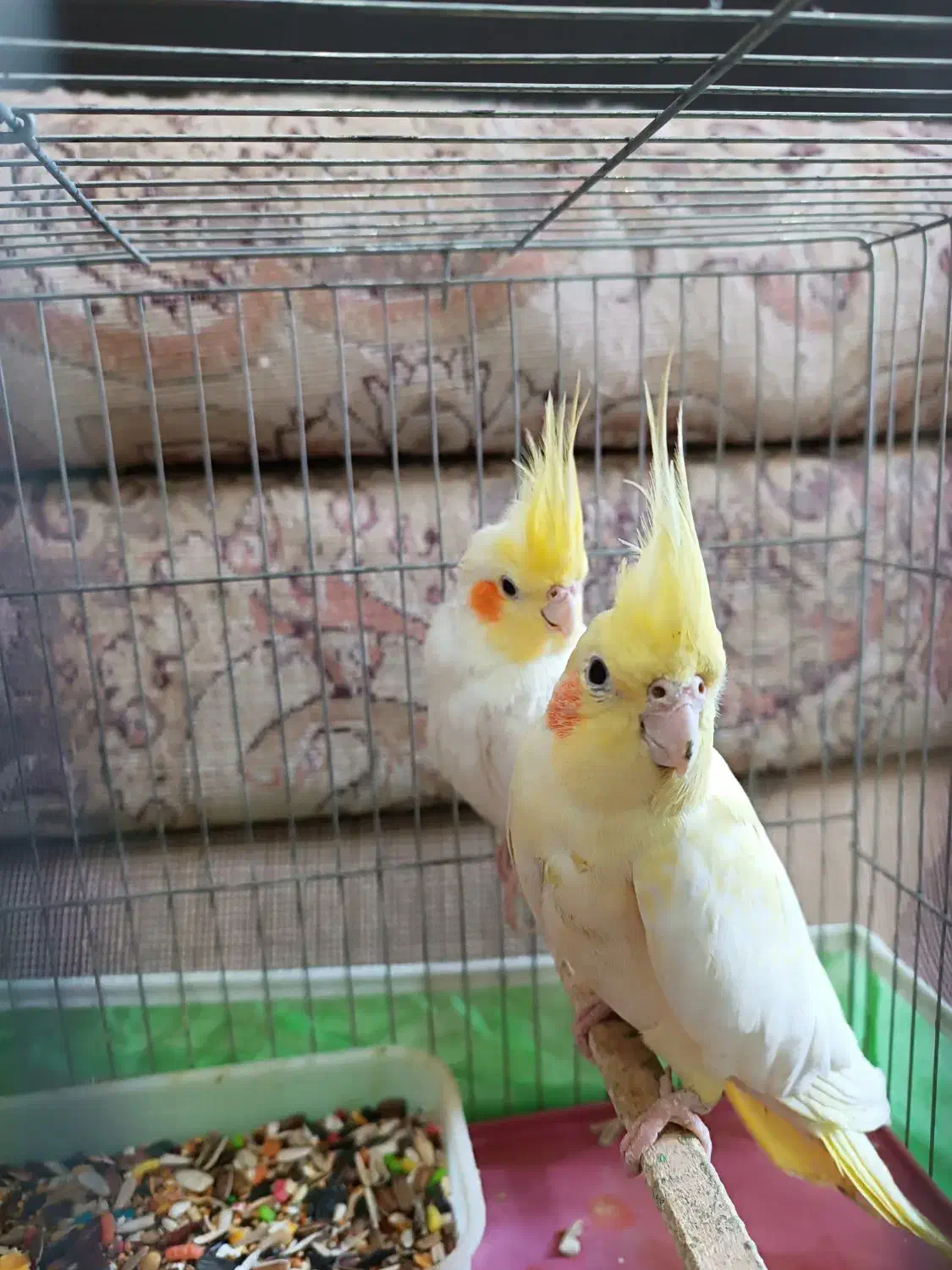 عروس هلندی|پرنده|رامشیر, |دیوار