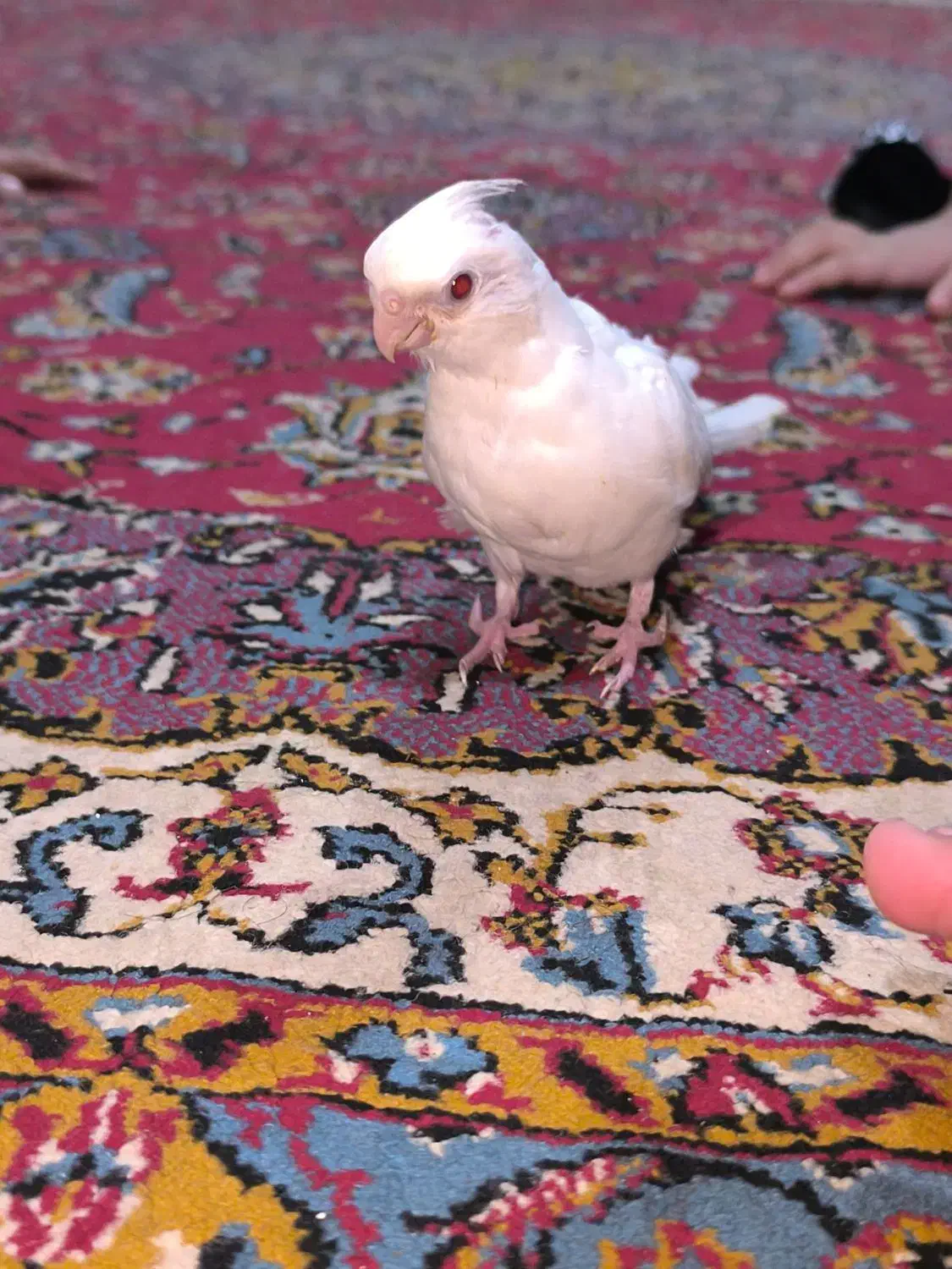 جوجه عروس هلندی|پرنده|ایرانشهر, |دیوار