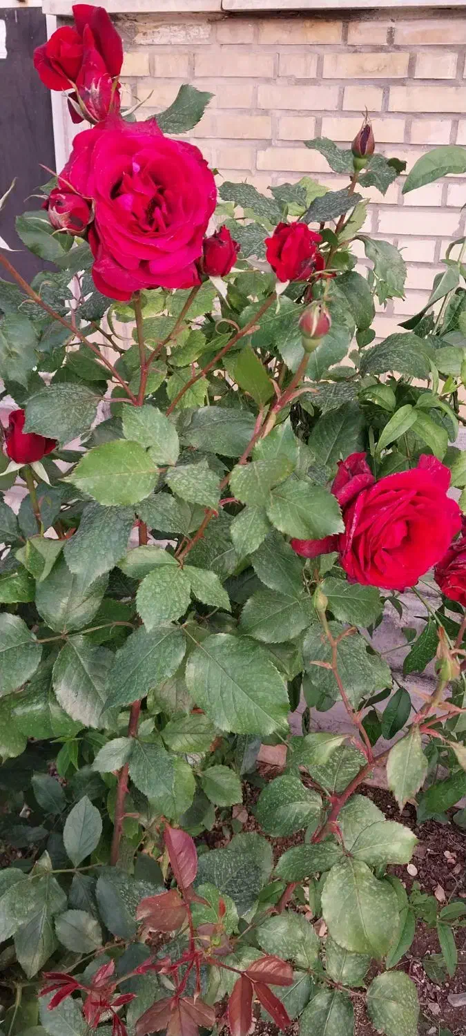 ویلایی تمیز|فروش خانه و ویلا|بروجرد, |دیوار