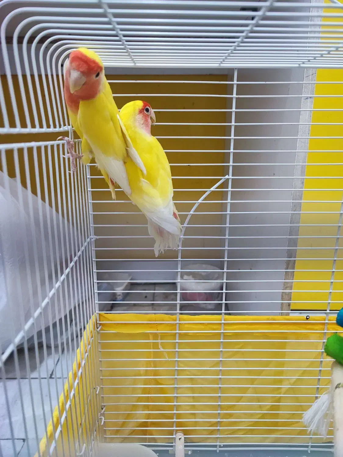 کوتوله برزیلی زرد صورت هلویی|پرنده|بهشهر, |دیوار