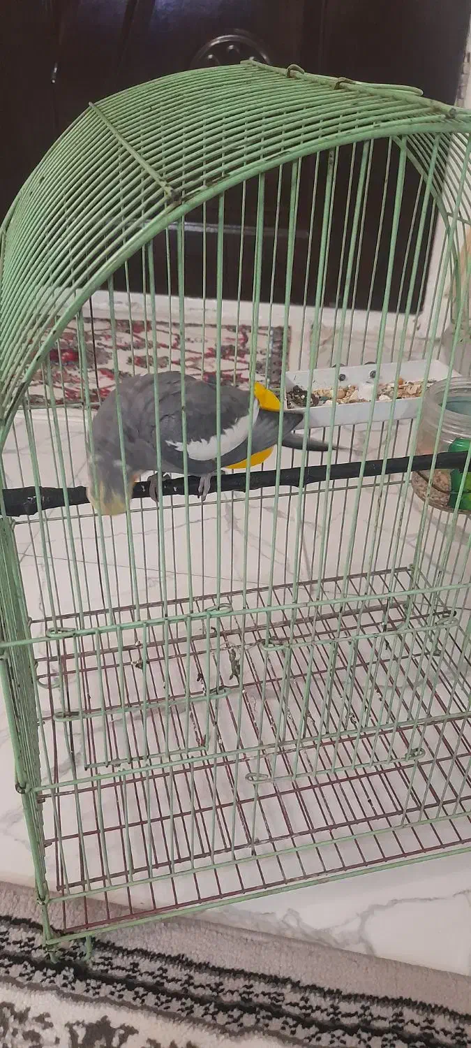 عروس هلندی نر|پرنده|فردیس, سپید دشت|دیوار