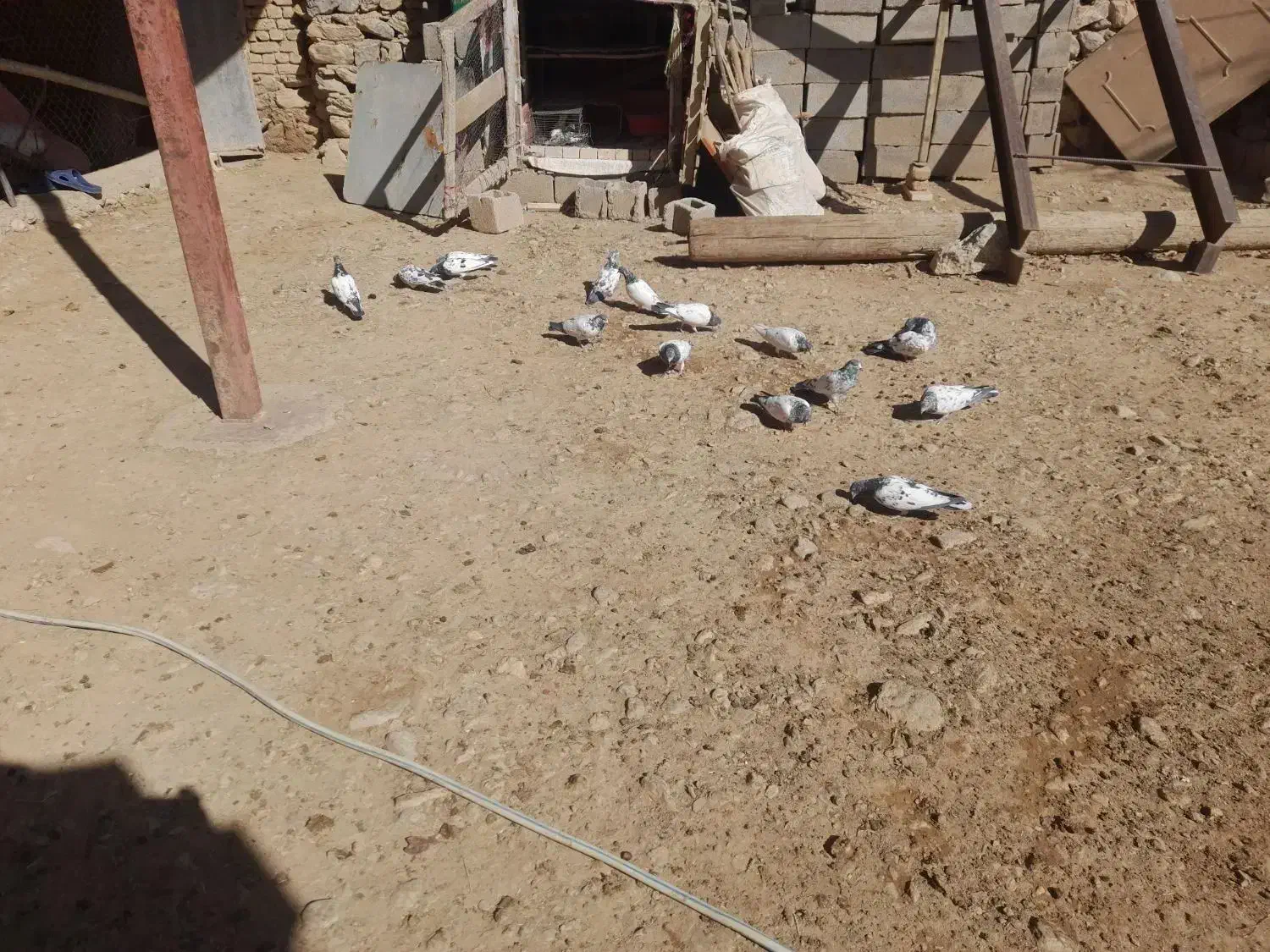 کبوتر|پرنده|نورآباد, |دیوار