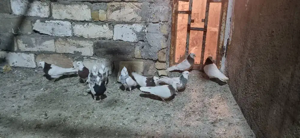 طوقی ۷رنگ|پرنده|شال, |دیوار