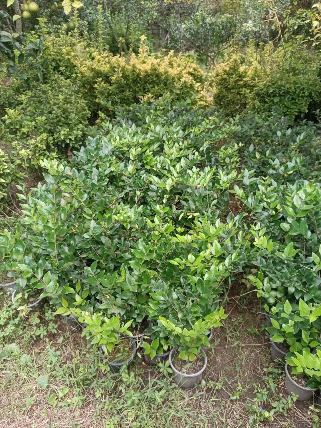 یاس هلندی سطل ۳|گل و گیاه طبیعی|رامسر, |دیوار