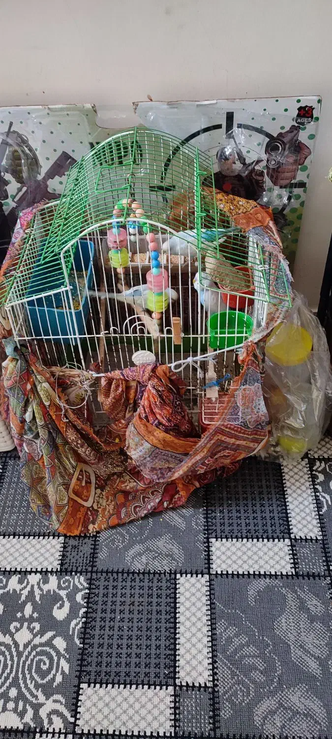 مرغ عشق|پرنده|کرج, شهرک فهمیده|دیوار