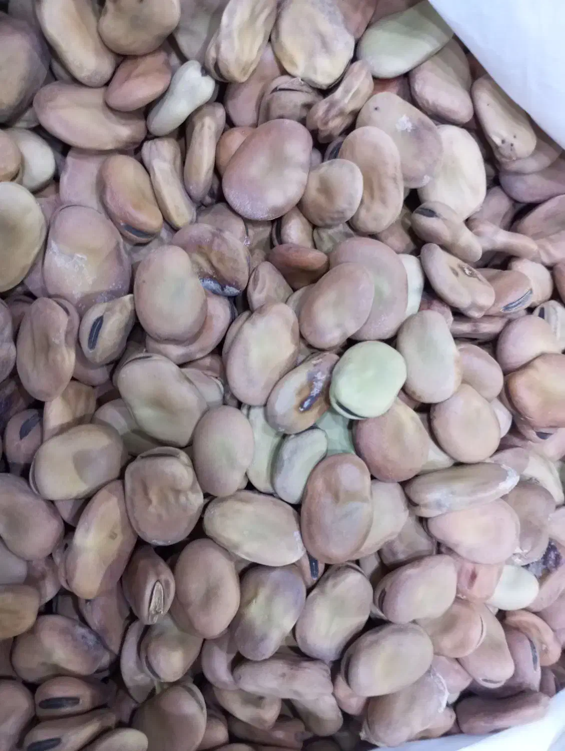 باقلا خشک|خوردنی و آشامیدنی|قم, شهرک مهدیه (مدرس)|دیوار