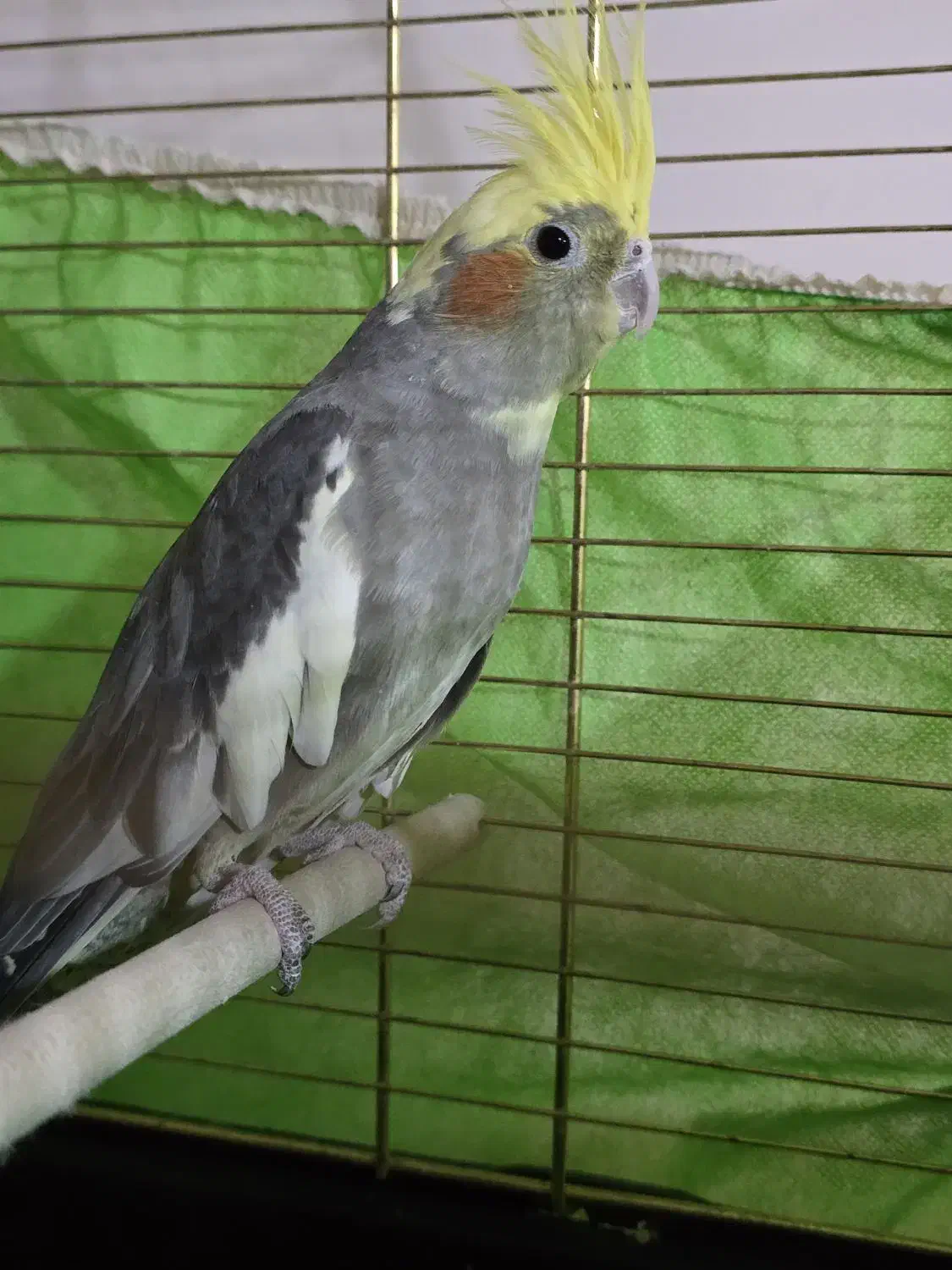 عروس ماده|پرنده|سراوان, |دیوار