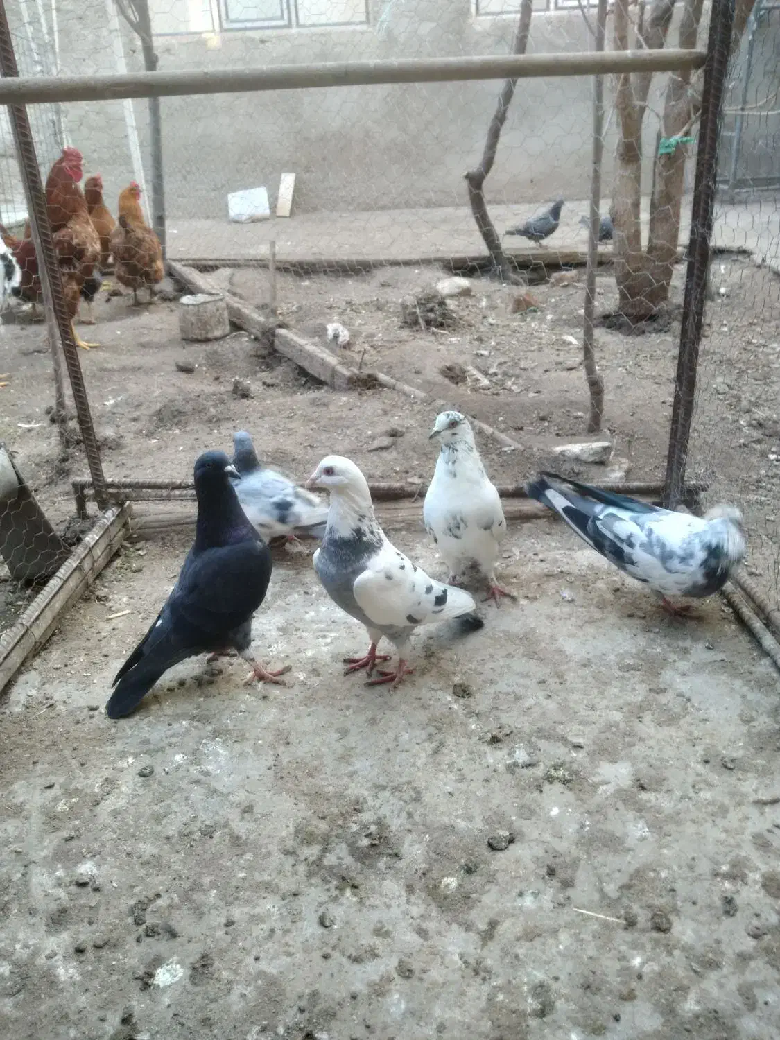 کبوتر|پرنده|اردبیل, |دیوار