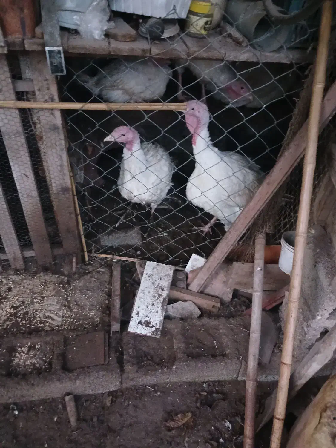 فروش بوقلمون بیوتی و برنز و مرغ|حیوانات مزرعه|کیاشهر, |دیوار