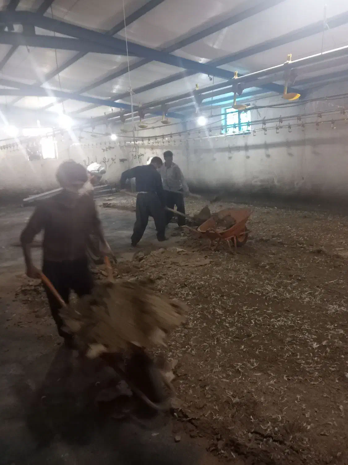 کود مرغی گوشتی خشک سالنی|خدمات باغبانی و درختکاری|کرمانشاه, |دیوار