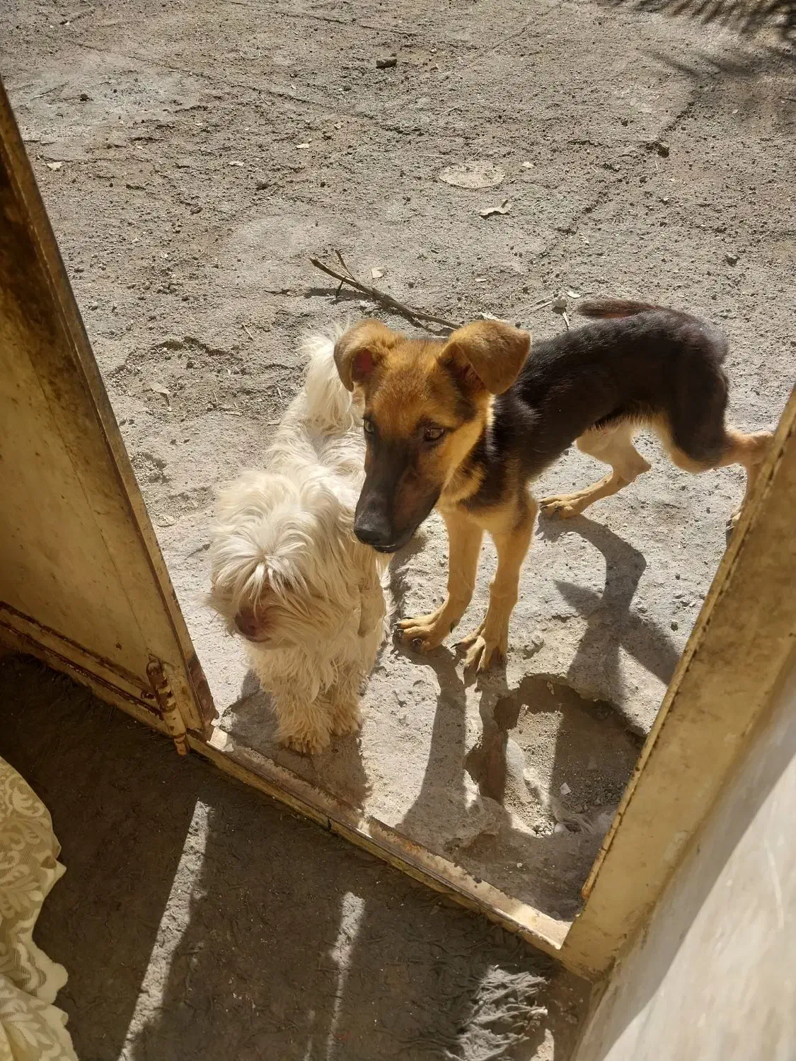 سگ جرمن|سگ|جیرفت, |دیوار