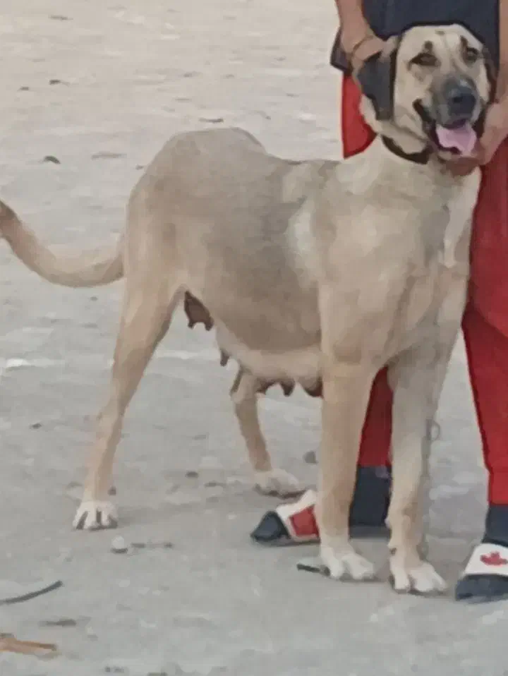 سگ ماده سرابی|سگ|شهریار, شهرک شاهد|دیوار