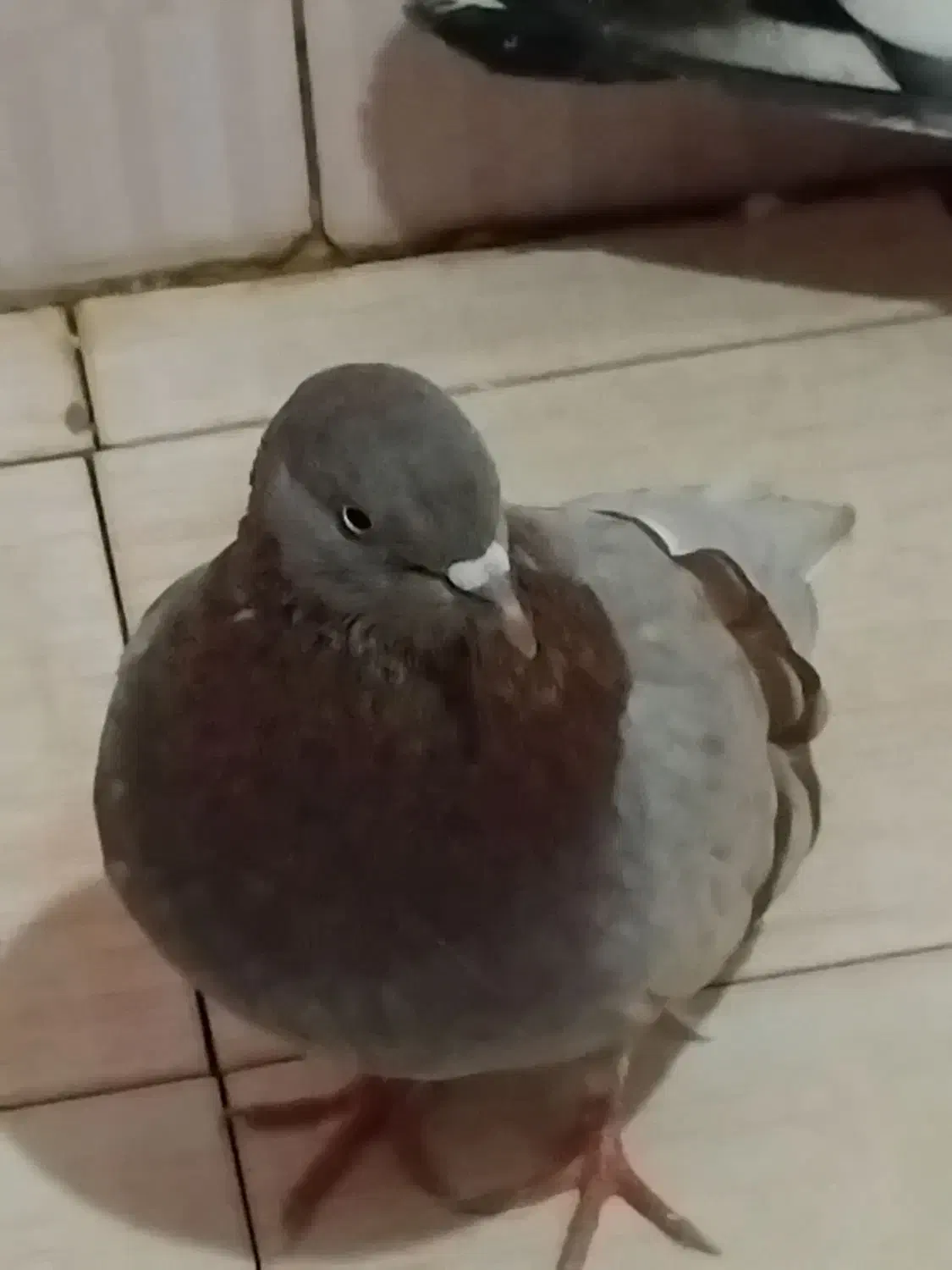 سه تا کبوتر گرویی سال|پرنده|رشت, کوی حسینی|دیوار