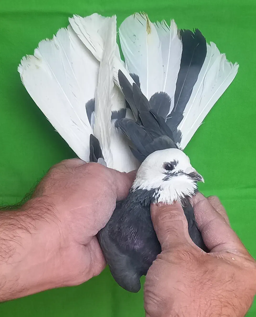 گرفتنی ۸تا یکجا|پرنده|تهران, مولوی|دیوار