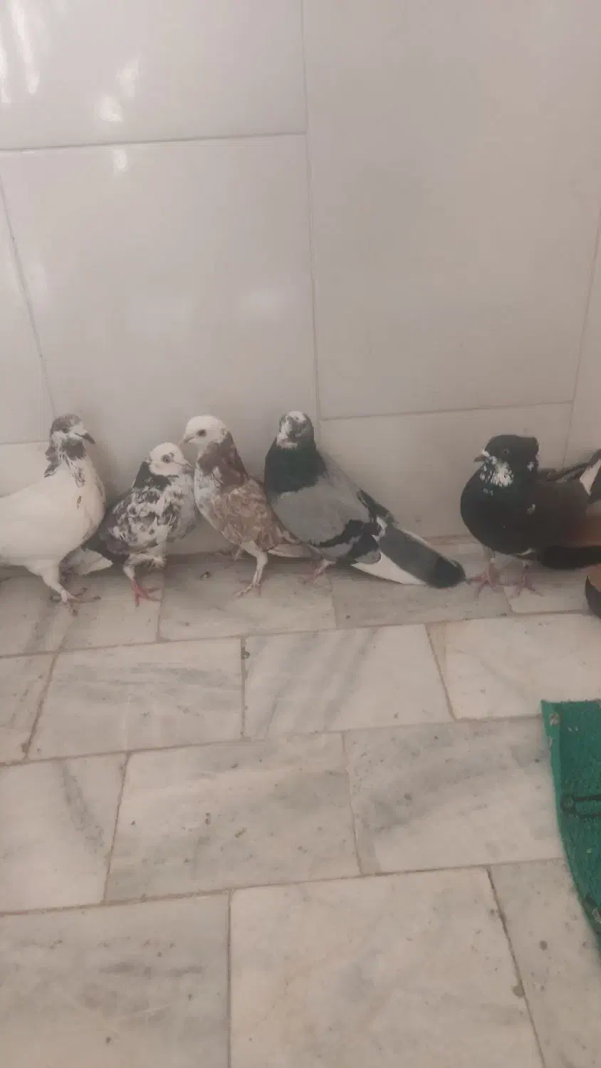 کبوترتهرانی|پرنده|برخوار, |دیوار