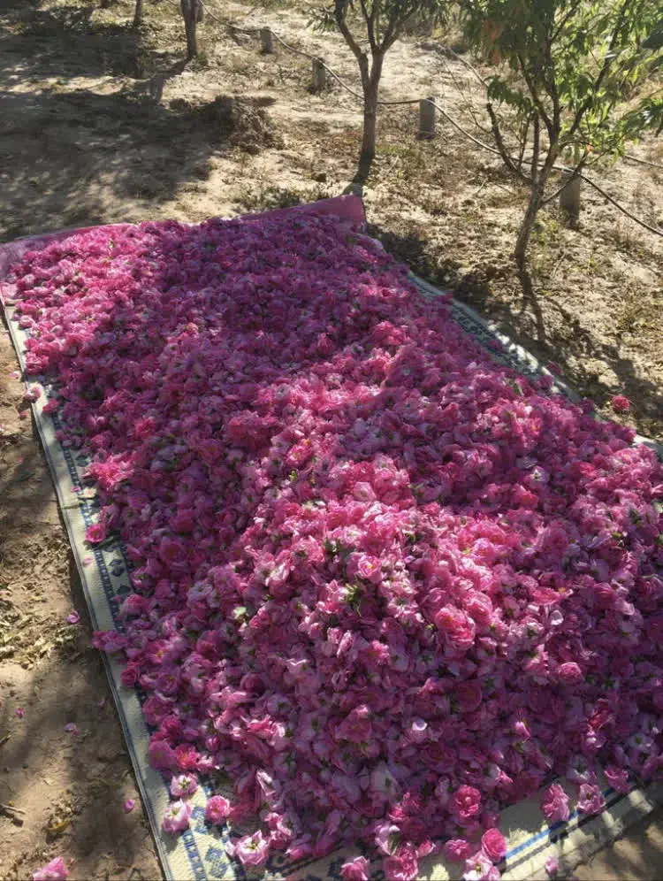 عرضه وفروش پاجوش گل محمدی ریشه لخت|خدمات باغبانی و درختکاری|نیشابور, دربقاضی|دیوار