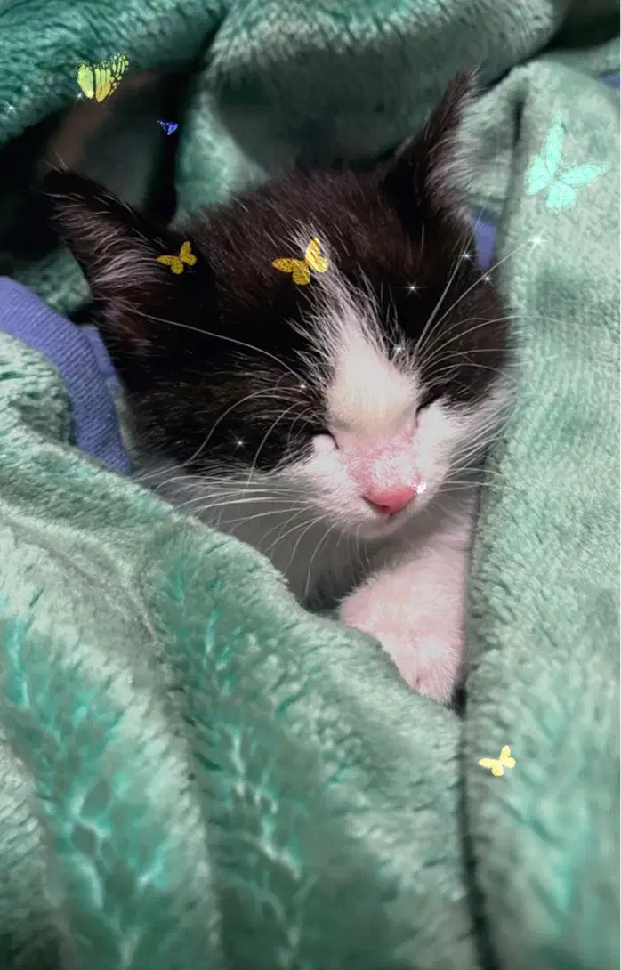 واگذاری بچه گربه ۲ ماهه|گربه|تهران, ارامنه|دیوار