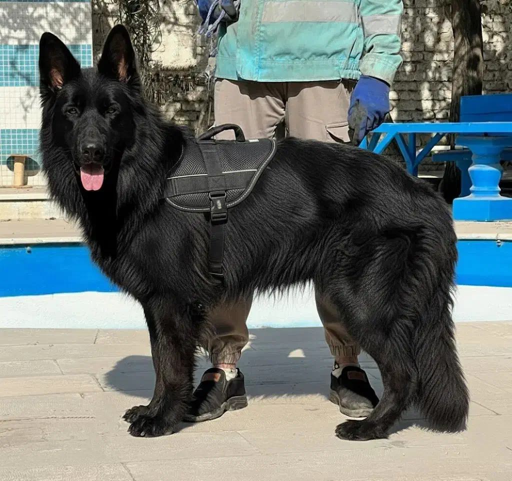 سگ ژرمن شپرد بلک نر جثه درشت تربیت شده فی ۵۰ م ت|سگ|تهران, تهرانسر شرقی|دیوار