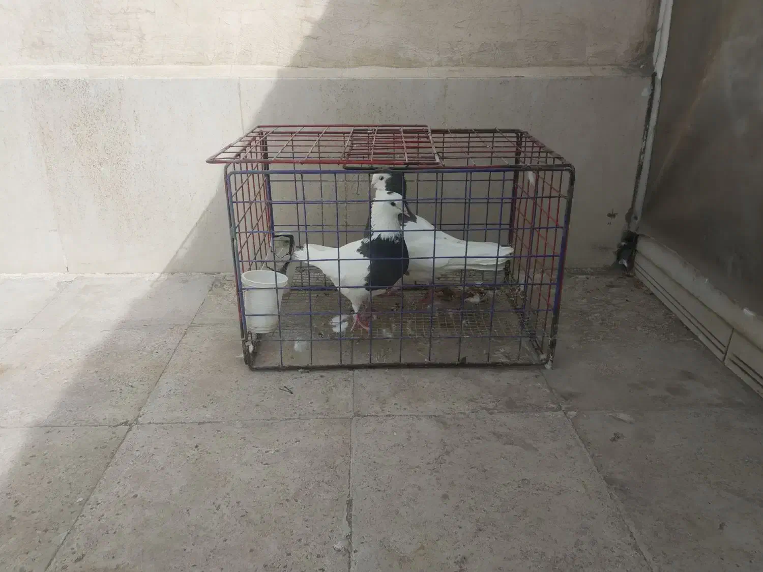 کبوتر طوقی|پرنده|مشهد, فاطمیه|دیوار