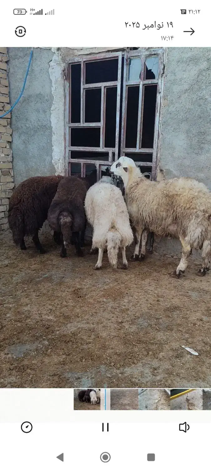 بره نر|حیوانات مزرعه|فیروزآباد (لرستان), |دیوار