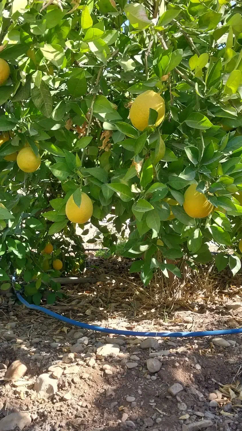 باغ ثمری|فروش زمین و ملک کلنگی|باشت, |دیوار