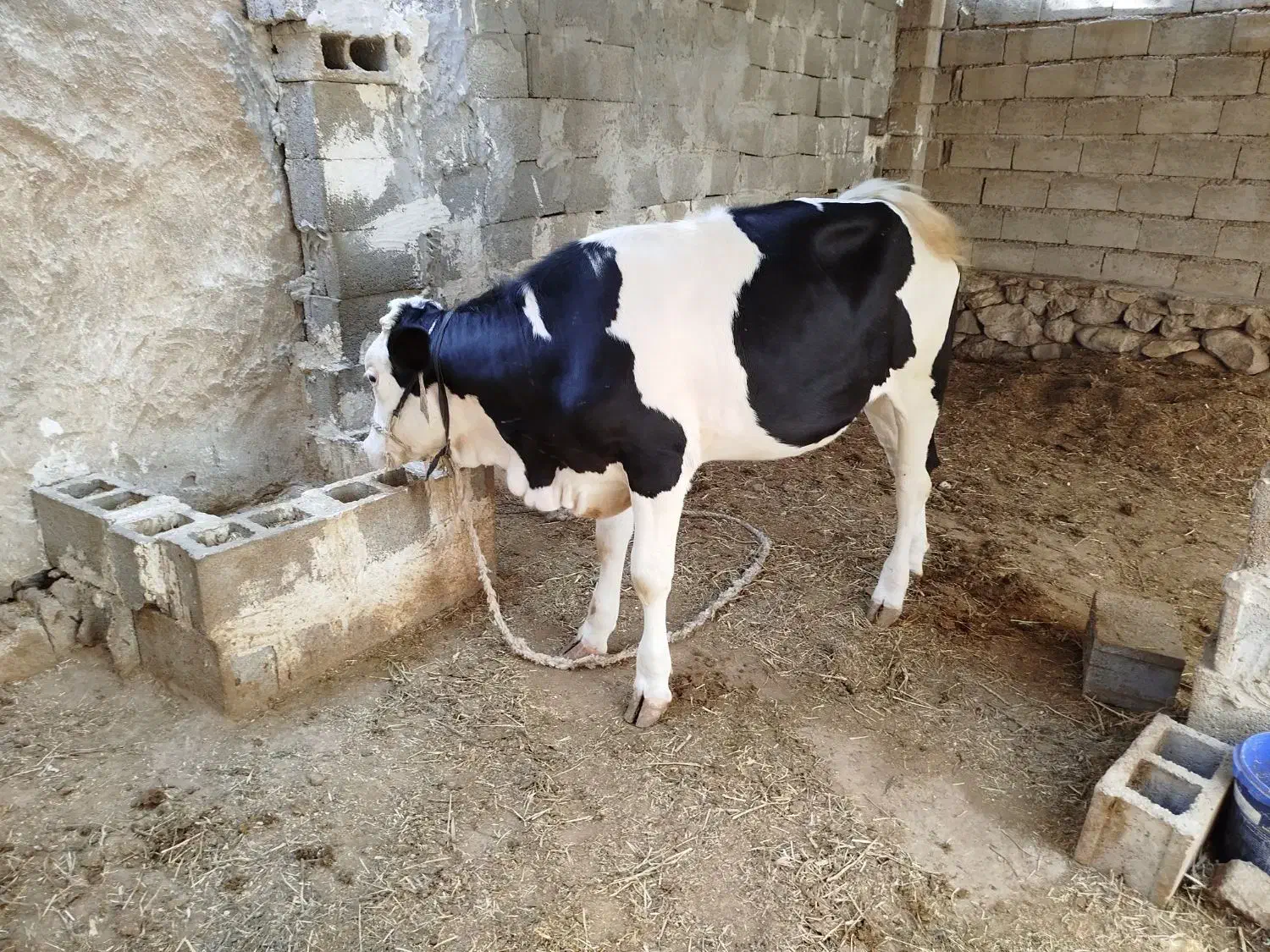گوساله گاو|حیوانات مزرعه|کاکی, |دیوار
