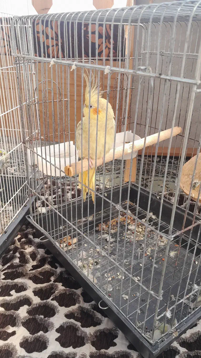 عروس هلندی ماده|پرنده|آستانه اشرفیه, |دیوار