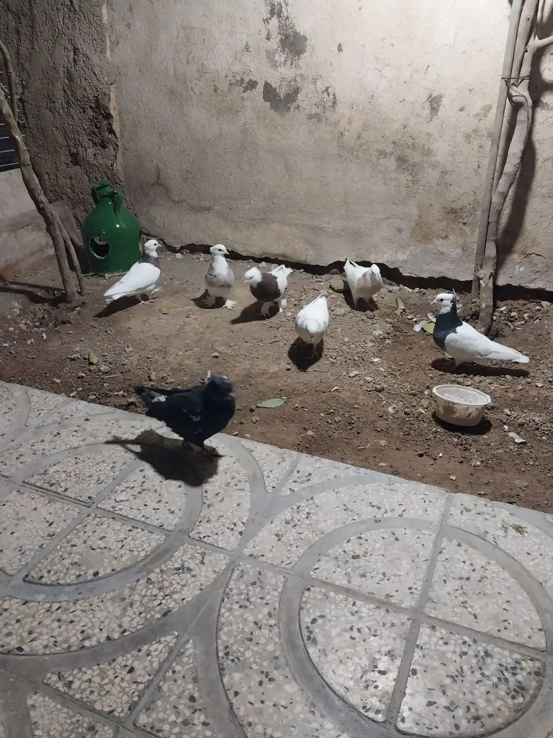 کفتر طوقی|پرنده|شیراز, بازار|دیوار