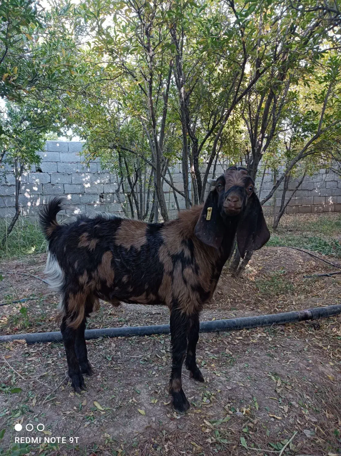 نر بز چهل گل|حیوانات مزرعه|شهرضا, |دیوار