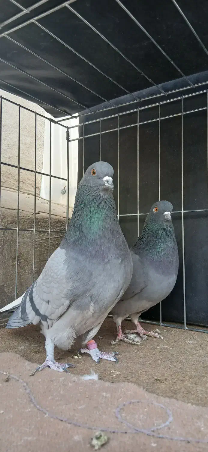 کبوتر|پرنده|تهران, امیریه|دیوار