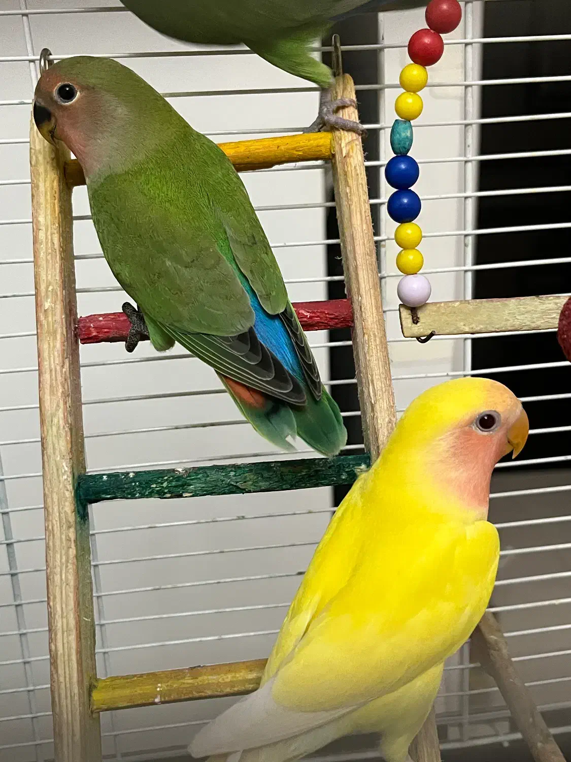 طوطی برزیلی|پرنده|کرج, باغستان|دیوار