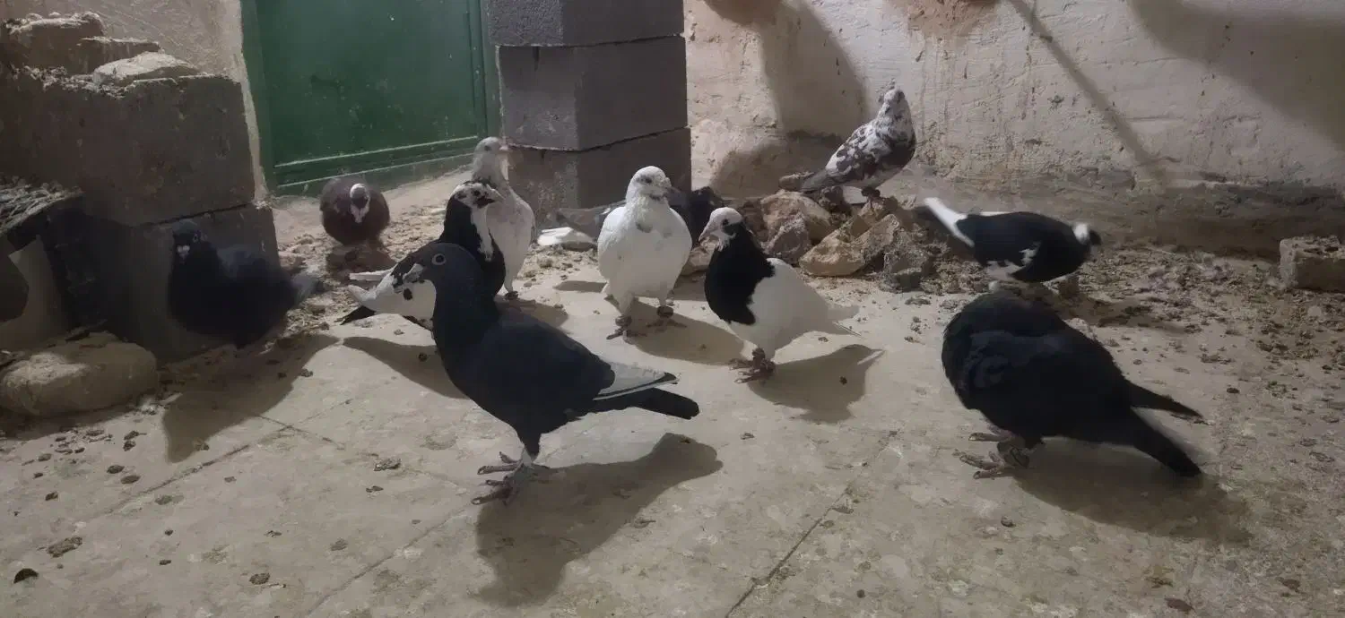 کبوترپرشی|پرنده|اسفراین, |دیوار