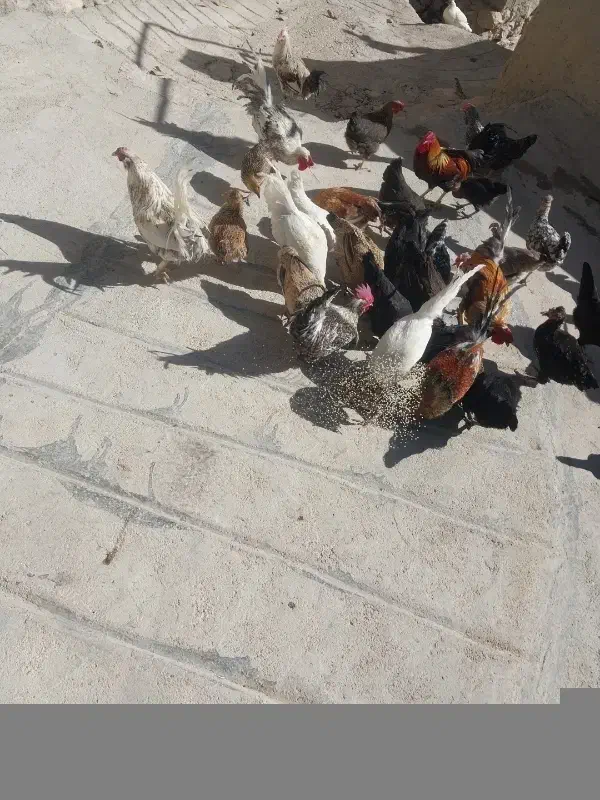 خسی محلی اصل.|حیوانات مزرعه|مارگون, |دیوار