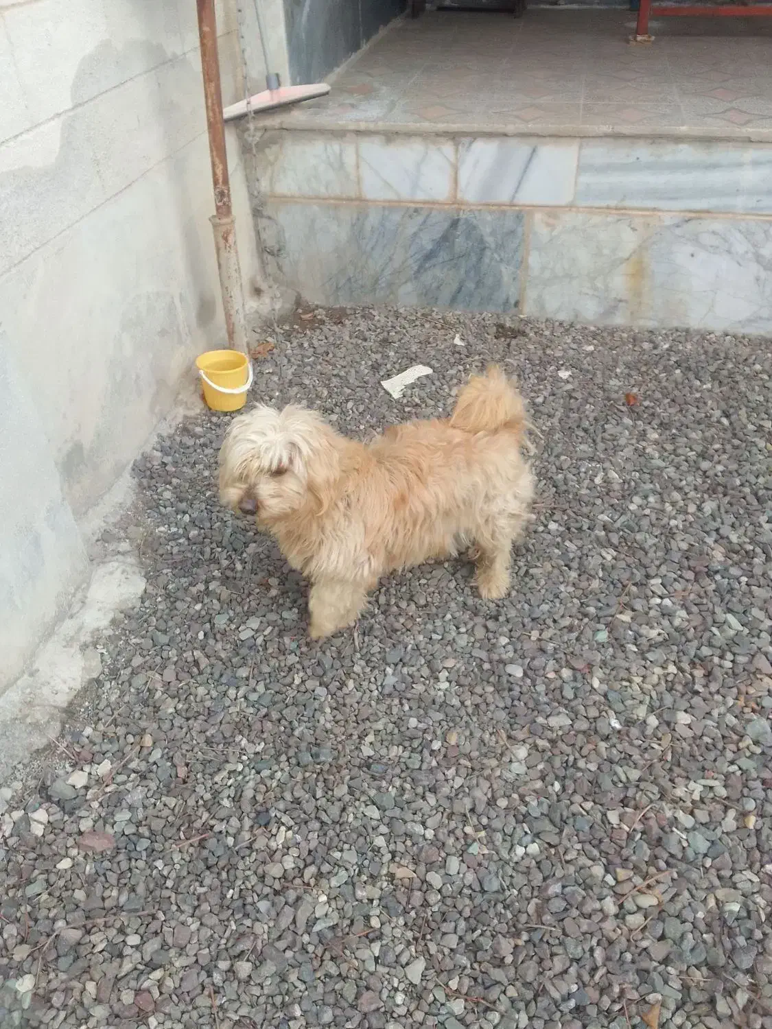 حیوان خانگی|سگ|بشاریات, |دیوار