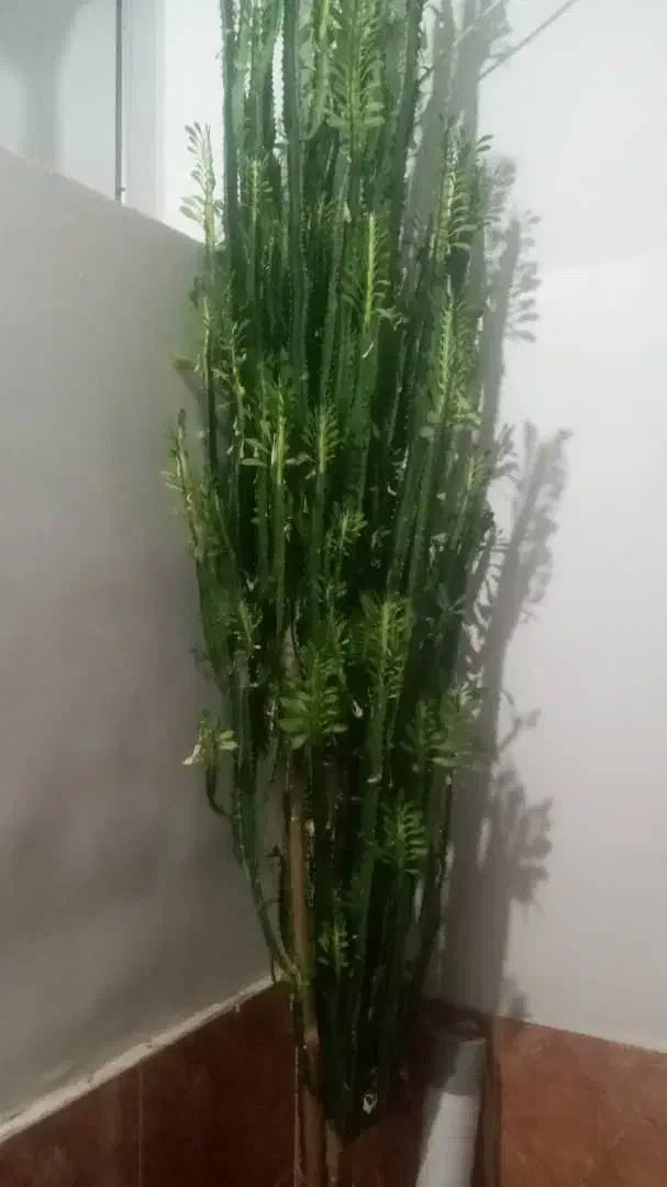 گل طبیعی خیلی خوشگل|گل و گیاه طبیعی|مرودشت, علیآباد|دیوار