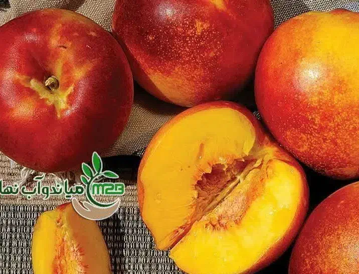 پیش فروش نهال شلیل مغان|خدمات باغبانی و درختکاری|سیوان, |دیوار