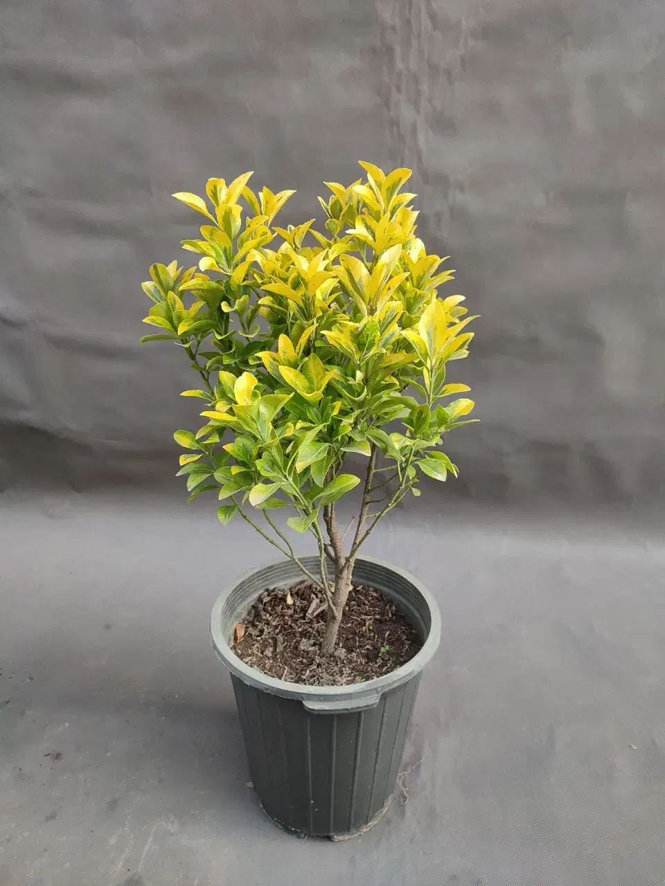 شمشاد طلایی /  ۵۰ سانتی/ سطل 10|گل و گیاه طبیعی|تهران, صادقیه|دیوار