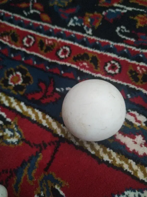 سنگ الماس|کلکسیون اشیاء عتیقه|تربت‌حیدریه, پائین ولایت|دیوار