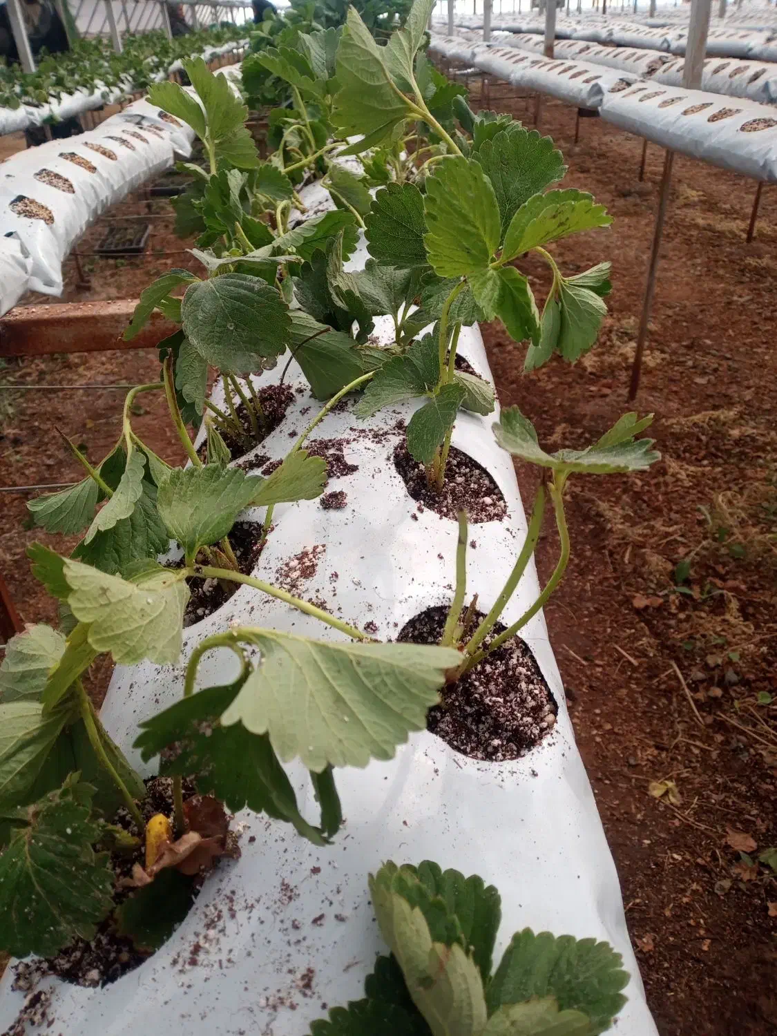 کارگر خانم برای کاشت گلخانه|استخدام صنعتی، فنی، مهندسی|صوفیان, |دیوار