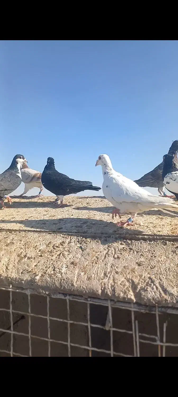 فروشی|پرنده|مه ولات, |دیوار