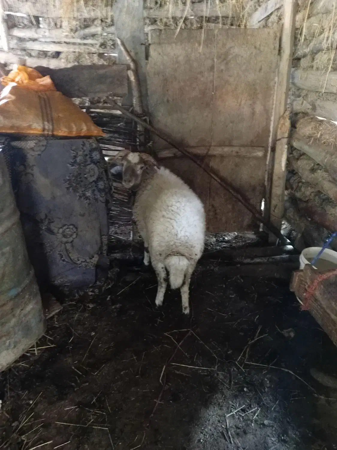 گوسفند نر|حیوانات مزرعه|گوراب زرمیخ, |دیوار