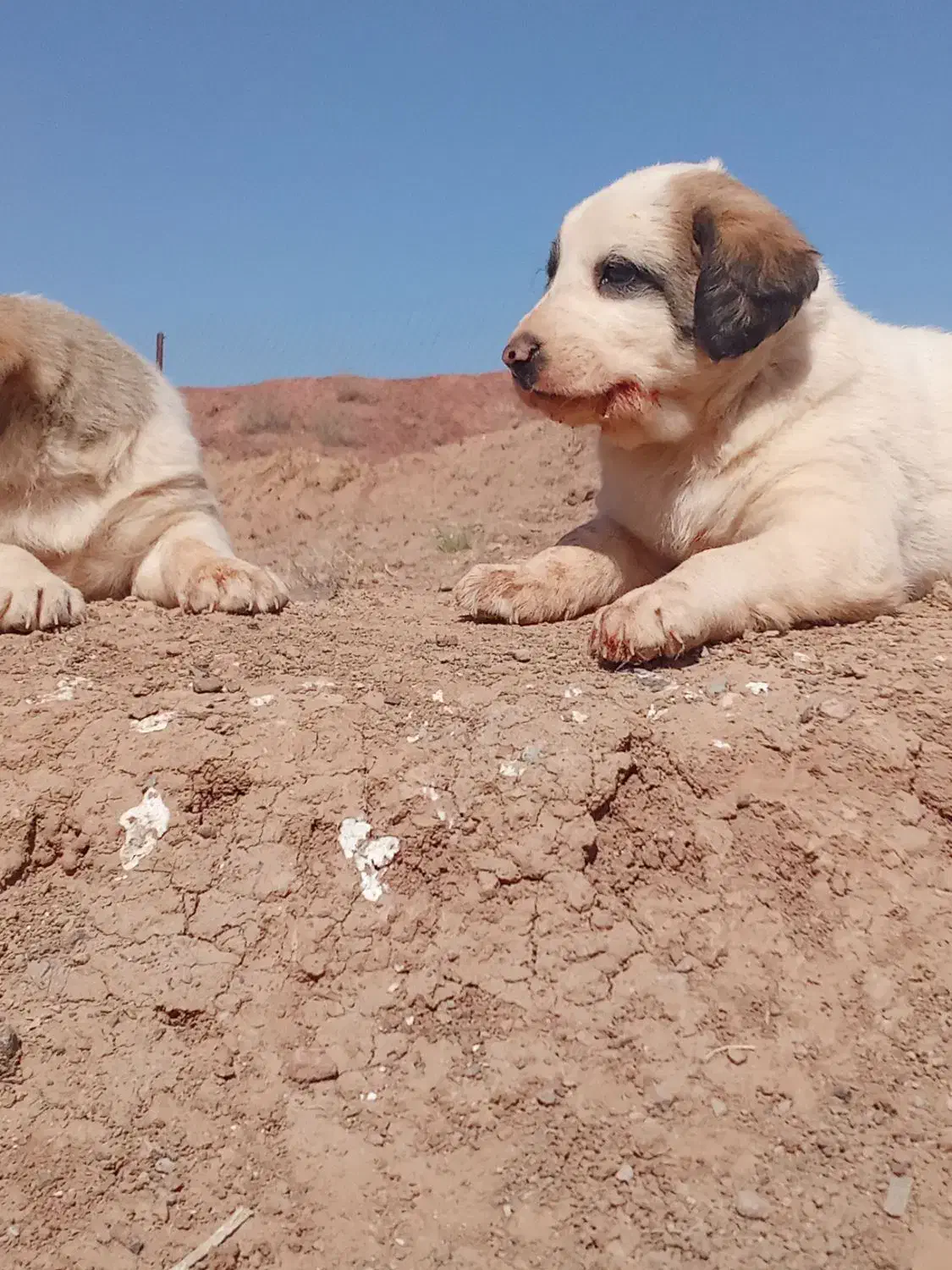 توله سگ افقان|سگ|بیرجند, |دیوار