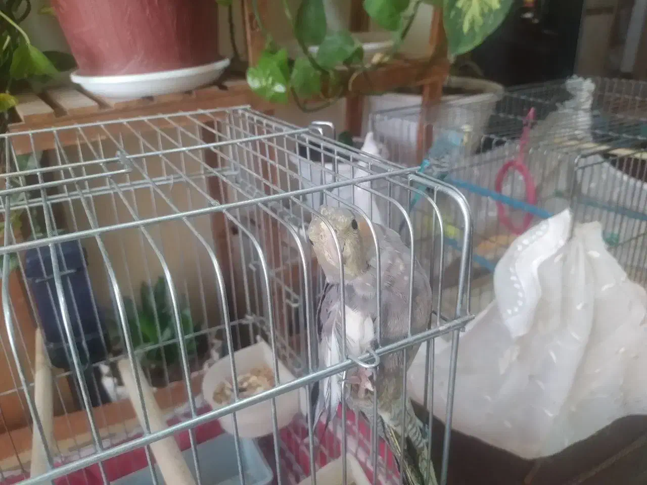 جفت عروس هلندی|پرنده|برخوار, |دیوار