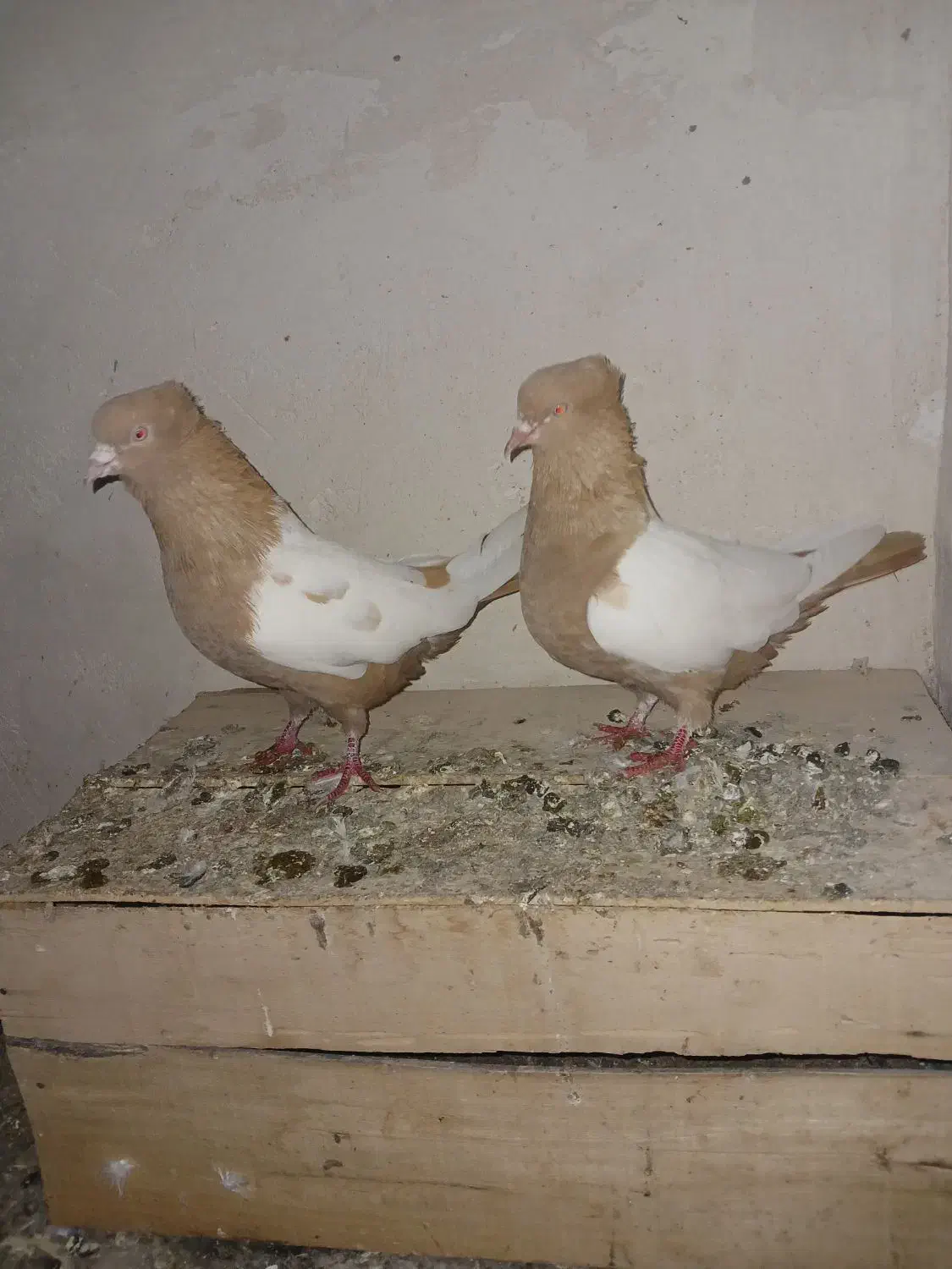 جفت سینه زرد|حیوانات|اردبیل, |دیوار