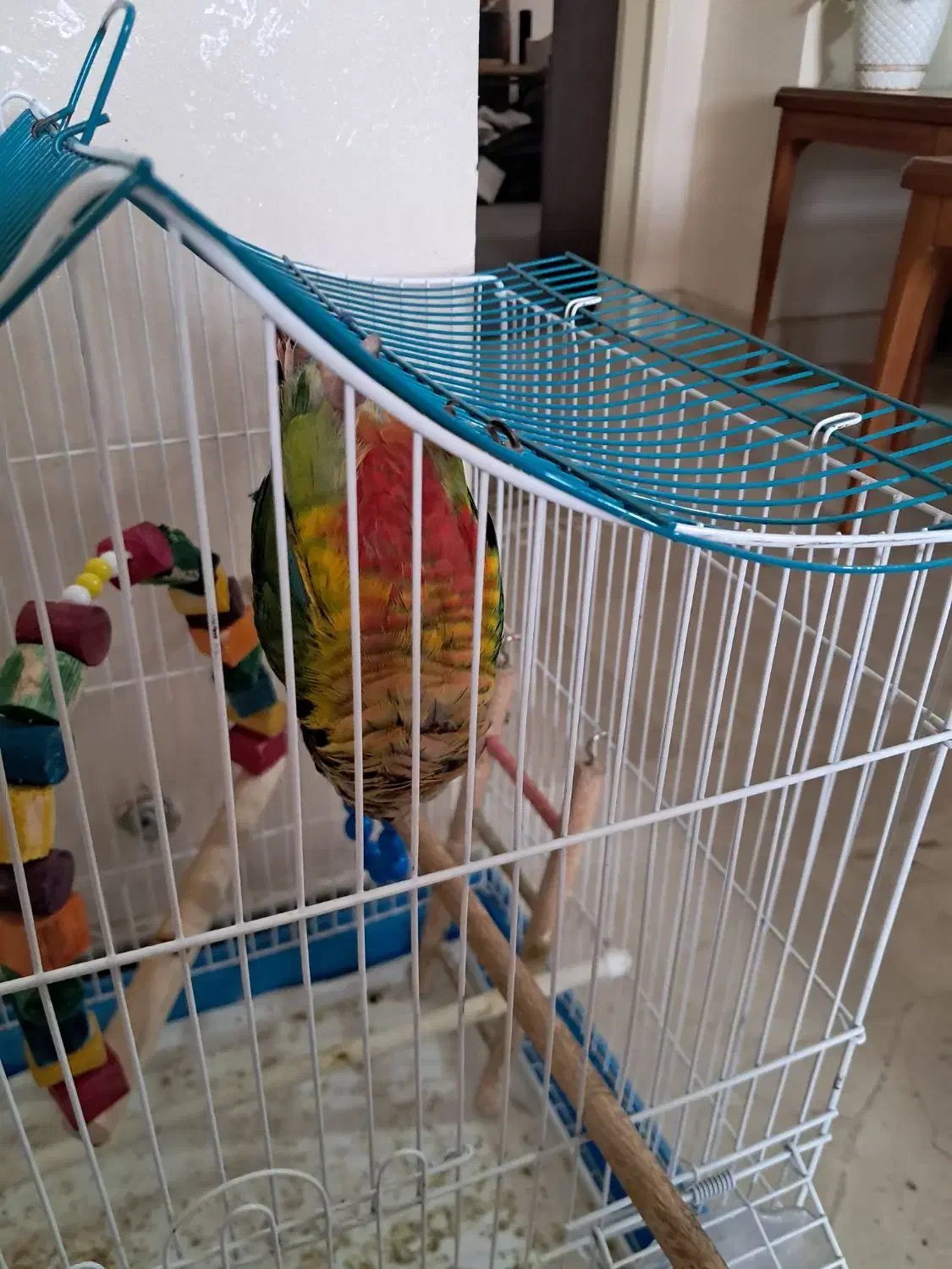 طوطی گرینجیک|پرنده|بومهن, |دیوار