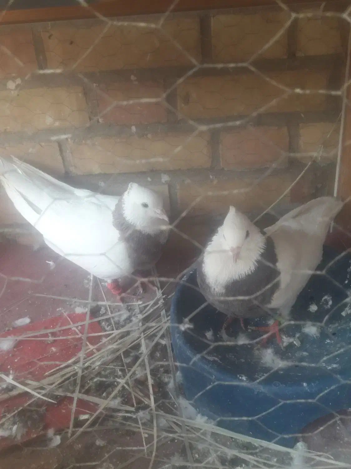 کبوتر رنگی|پرنده|سوسنگرد, |دیوار