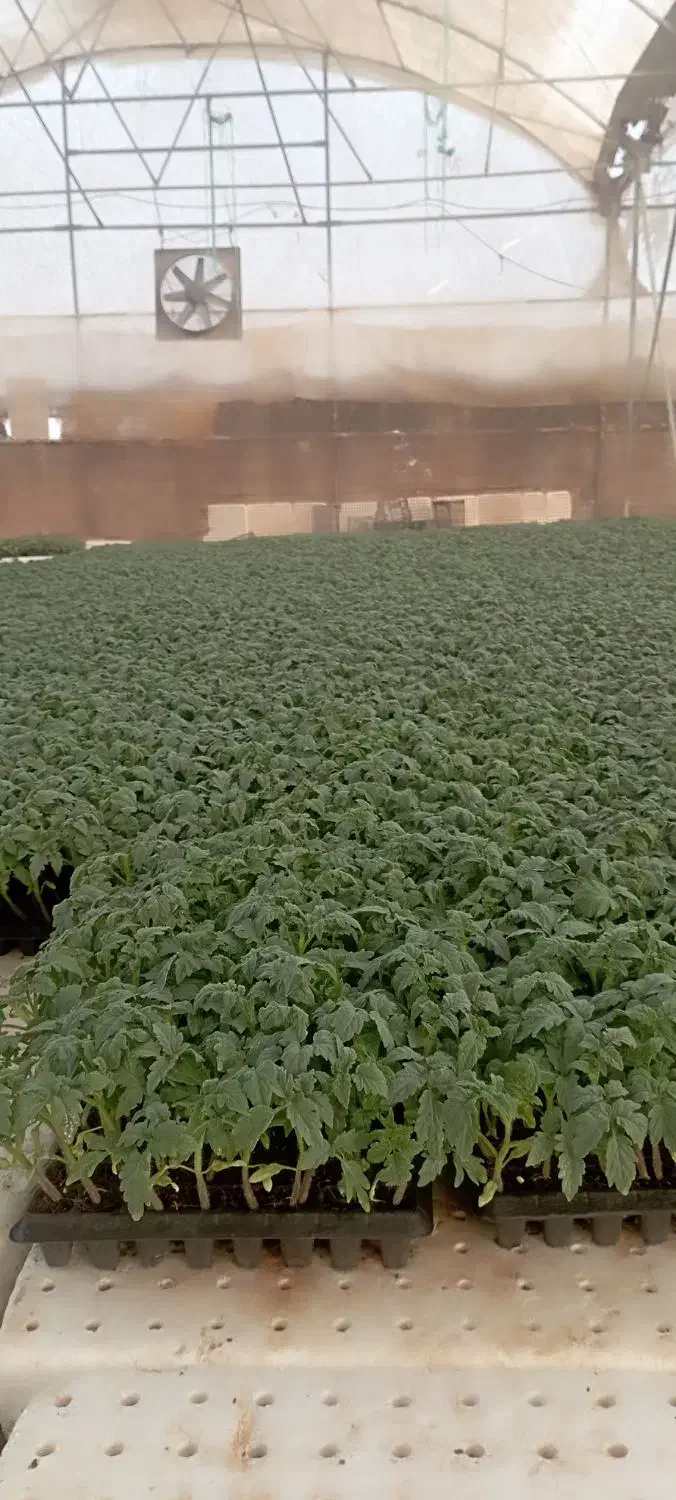 نشا 8320دستی|خدمات باغبانی و درختکاری|کاکی, |دیوار