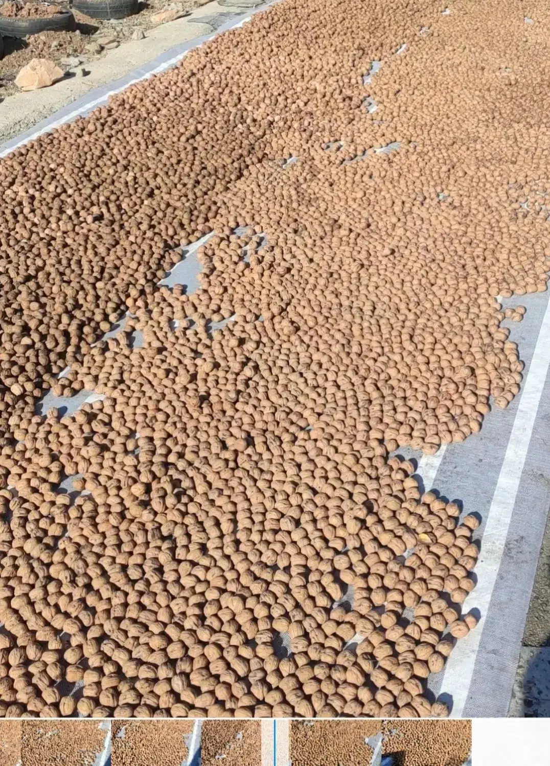 گردوی چندلروفرنور|خوردنی و آشامیدنی|سردشت, |دیوار